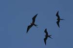 galapagos frigatebird  (male)