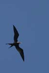 galapagos frigatebird  (male)