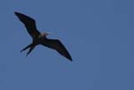 galapagos frigatebird  (male)