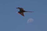 galapagos frigatebird  (male)