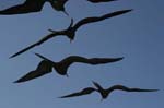 galapagos frigatebird  (male)