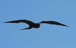 galapagos frigatebird  (male)