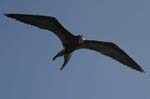 galapagos frigatebird  (male)