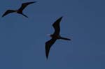 galapagos frigatebird  (male)