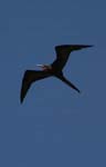 galapagos frigatebird  (male)