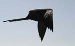 galapagos frigatebird  (male)