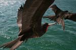 galapagos frigatebird  (male)