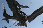 galapagos frigatebird  (male)