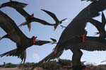 galapagos frigatebird  (male)