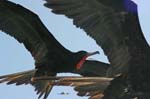 galapagos frigatebird  (male)