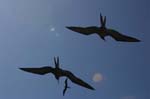 galapagos frigatebird  (male)