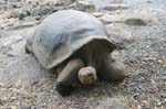 galapagos giant turtle 