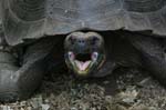 galapagos giant turtle 