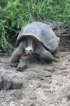 galapagos giant turtle 