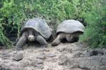 galapagos giant turtle 