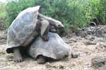 galapagos giant turtle 