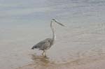 galapagos great blue heron 