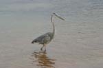 galapagos great blue heron 