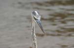 galapagos great blue heron 