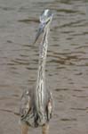 galapagos great blue heron 