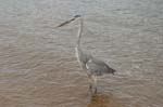 galapagos great blue heron 