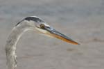 galapagos great blue heron 