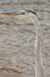 galapagos great blue heron 