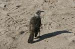 galapagos hood mokingbird 