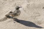 galapagos hood mokingbird 