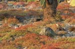 galapagos lang iguana 