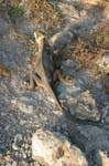 galapagos lang iguana 