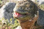 galapagos lang iguana 