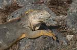 galapagos lang iguana 