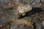 galapagos lang iguana 