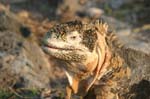 galapagos lang iguana 