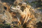 galapagos lang iguana 