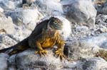 galapagos lang iguana 