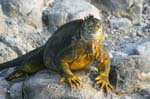 galapagos lang iguana 