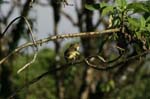 galapagos large billed flycatcher 