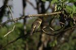 galapagos large billed flycatcher 