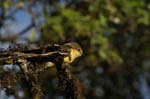 galapagos large billed flycatcher 