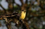 galapagos large billed flycatcher 