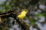 galapagos large billed flycatcher 