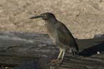 galapagos lava heron