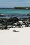 galapagos marine iguanas 