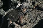 galapagos marine iguanas 