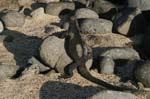 galapagos marine iguanas 