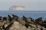 galapagos marine iguanas 