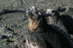 galapagos marine iguanas 