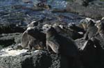 galapagos marine iguanas 